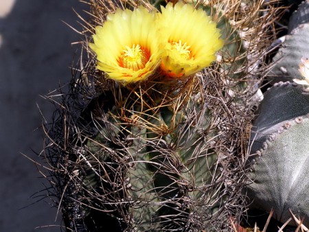 Astrophytum senile var. aureum